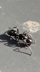 Myrmentoma
