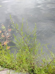 Persicaria hydropiper
