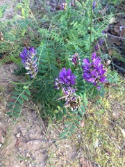 Astragalus laxmannii