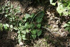 Viola alba dehnhardtii