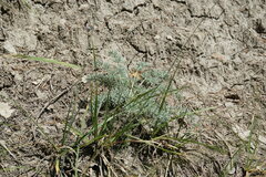 Seseli gummiferum