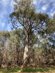 Eucalyptus marginata marginata