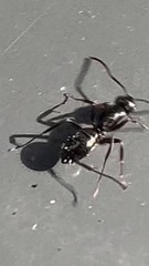 Myrmentoma