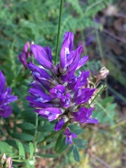 Astragalus laxmannii