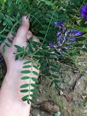 Astragalus laxmannii