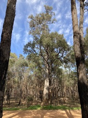 Eucalyptus marginata marginata