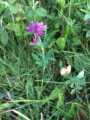 Trifolium lupinaster