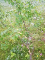 Betula pubescens