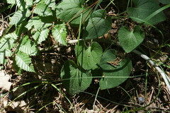 Viola alba dehnhardtii