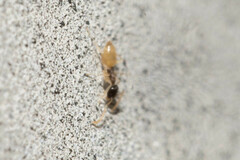 Tapinoma melanocephalum