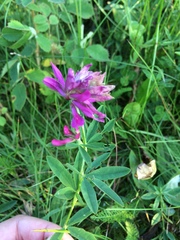 Trifolium lupinaster