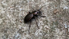 Carabus sternbergi
