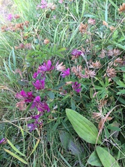 Trifolium lupinaster