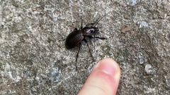 Carabus sternbergi