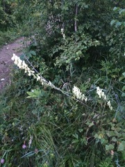 Aconitum barbatum