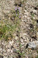 Campanula bononiensis