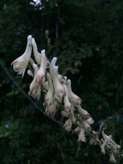 Aconitum barbatum