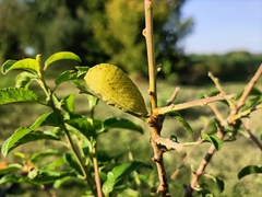 Iphiclides podalirius
