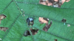 Gasteracantha kuhli