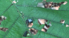 Gasteracantha kuhli