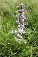Ajuga ophrydis