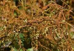Cassytha filiformis