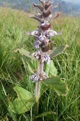 Ajuga ophrydis
