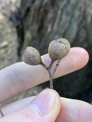 Eucalyptus marginata marginata