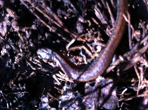 Batrachoseps attenuatus