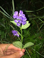 Vicia unijuga