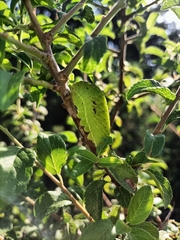 Iphiclides podalirius