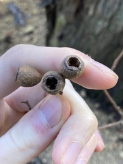 Eucalyptus marginata marginata