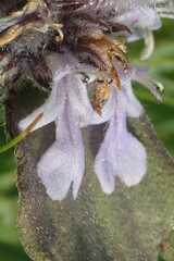Ajuga ophrydis