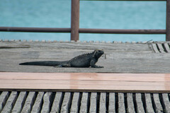 Amblyrhynchus cristatus