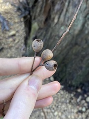 Eucalyptus marginata marginata