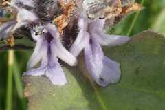Ajuga ophrydis