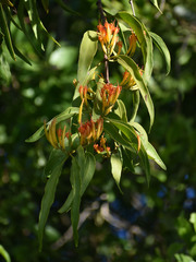 Dendrophthoe glabrescens