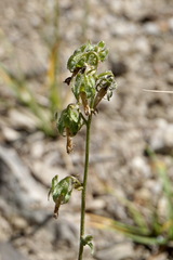 Campanula sibirica