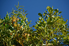 Canarium australianum