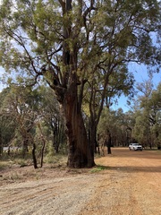 Eucalyptus marginata marginata
