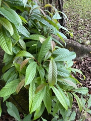 Tetracera indica