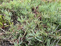 Suaeda australis