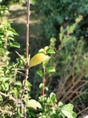Iphiclides podalirius