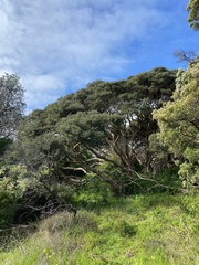 Melaleuca lanceolata