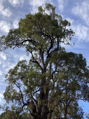 Eucalyptus marginata marginata