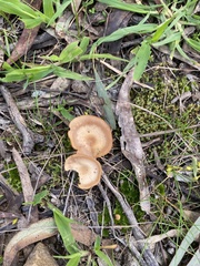 Singerocybe