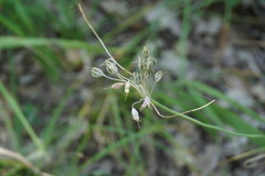Allium flavum tauricum