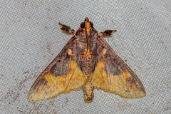 Pachynoa sabelialis