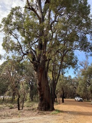Eucalyptus marginata marginata