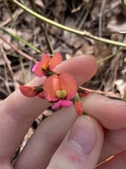 Kennedia coccinea